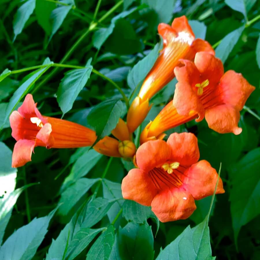 Trumpet Vine Seeds - Flower Plant 