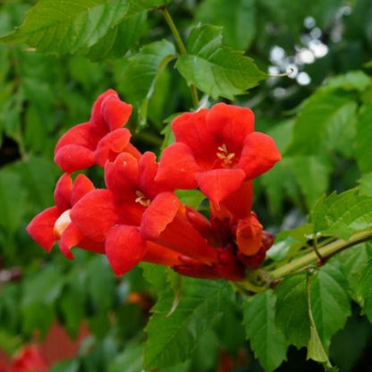 Trumpet Vine Seeds for Sale - Heirloom Flower Plant for Home Gardens