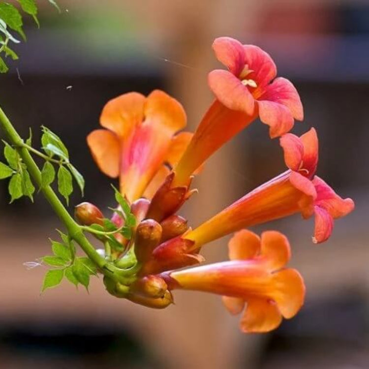Trumpet Vine Seeds for Sale - Heirloom Flower Plant for Home Gardens