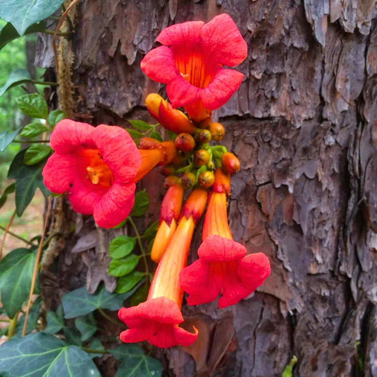 Trumpet Vine Seeds for Sale - Heirloom Flower Plant for Home Gardens