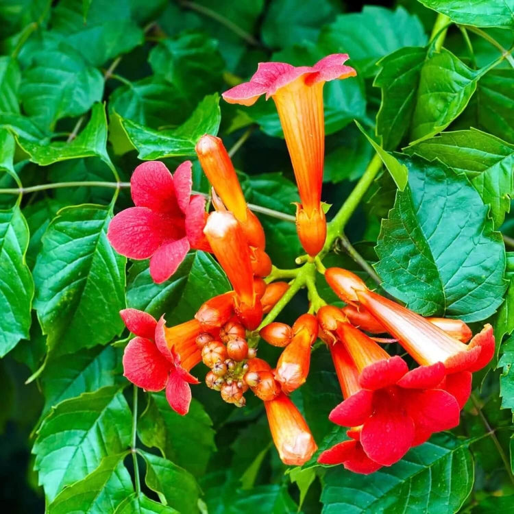 Trumpet Vine Seeds for Sale - Heirloom Flower Plant for Home Gardens