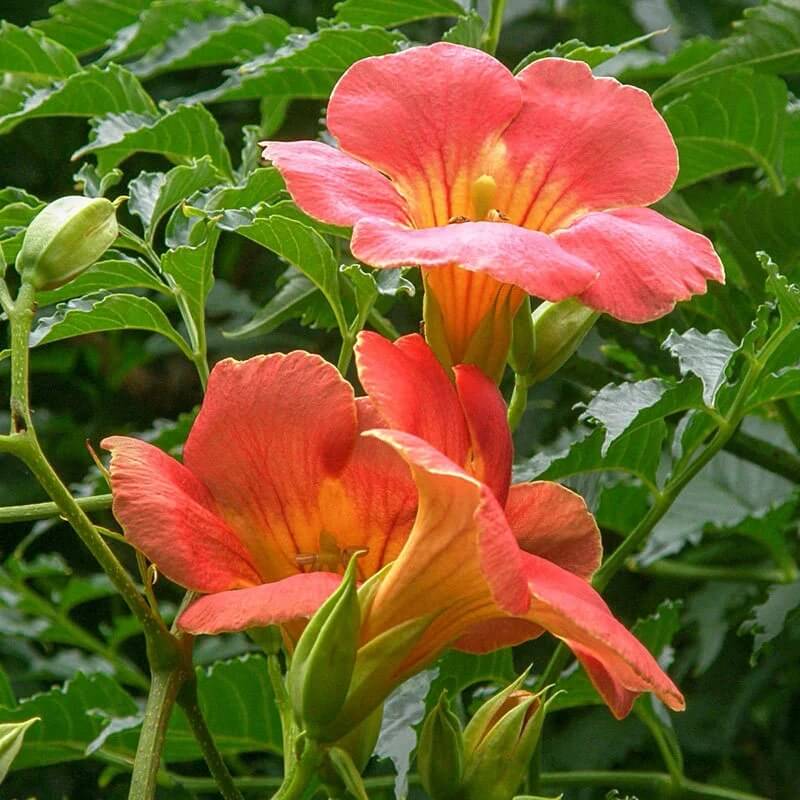 Trumpet Vine seeds -Flower Plant