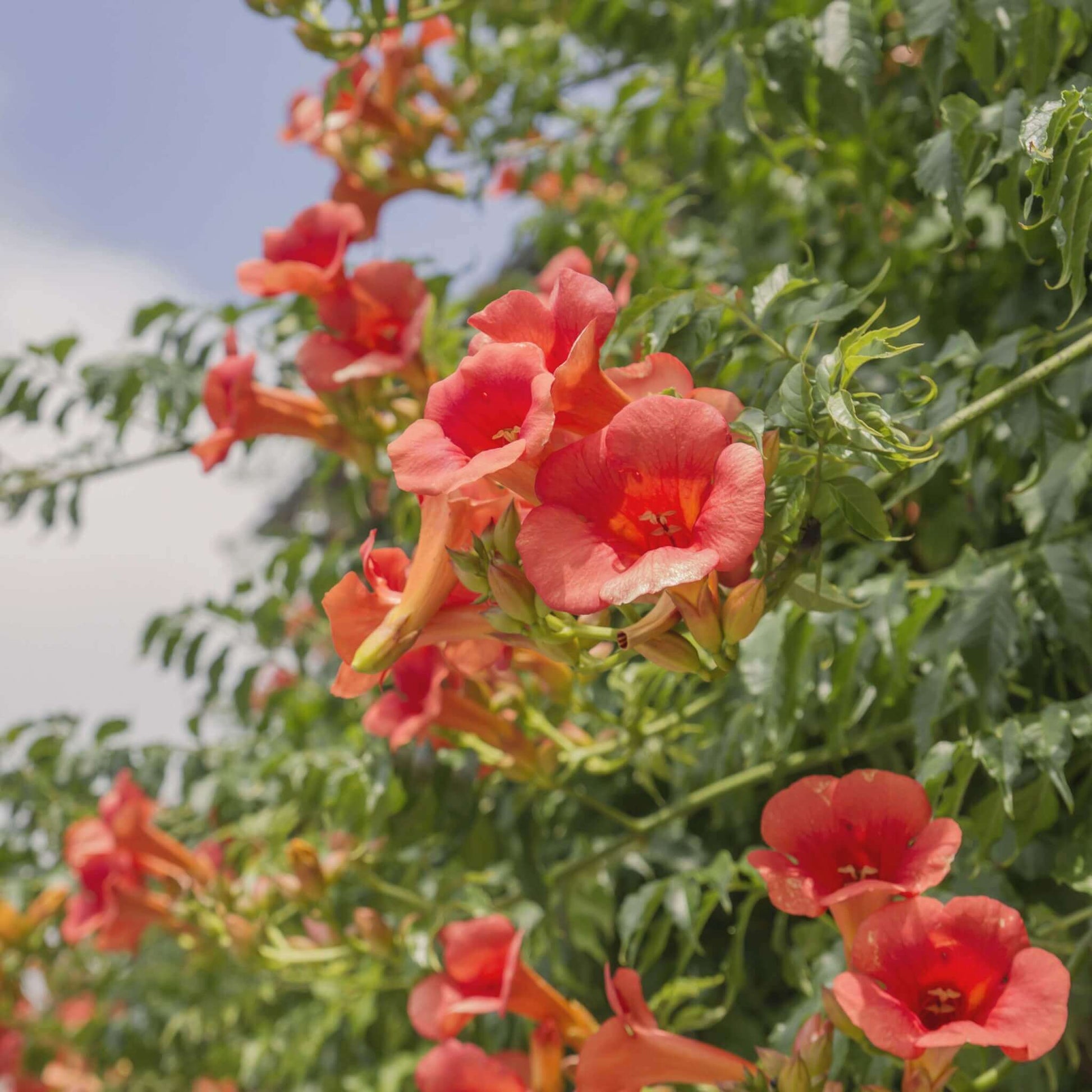 Trumpet Vine seeds -Flower Plant