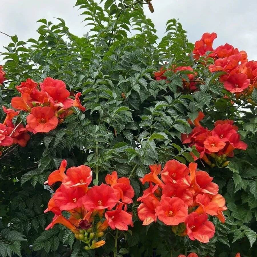 Trumpet Vine seeds -Flower Plant