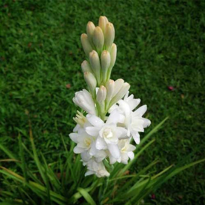 Tuberose Seeds - Flower Plant