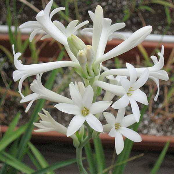Tuberose Seeds - Flower Plant