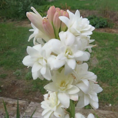Tuberose Seeds - Flower Plant