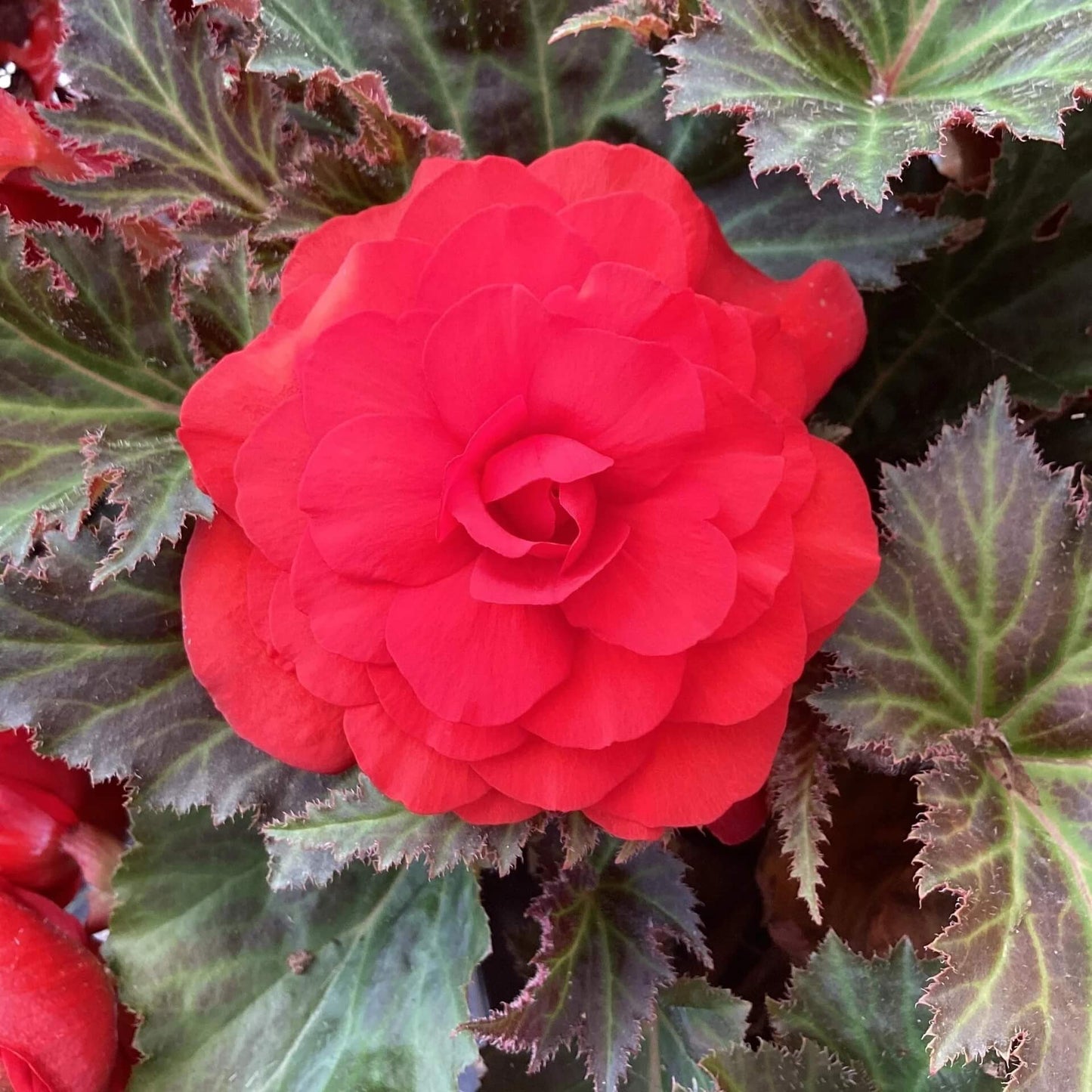 Tuberous Begonia Red Seeds 