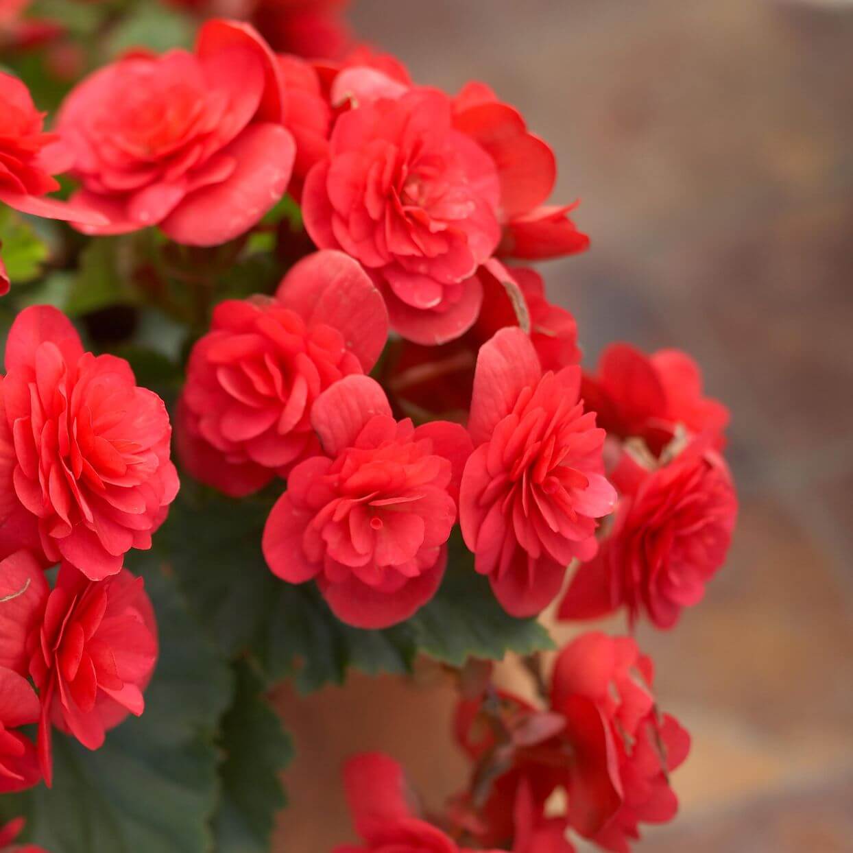 Tuberous Begonia Red Seeds 