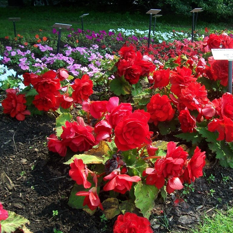 Tuberous Begonia Red Seeds 