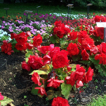 Tuberous Begonia Red Seeds 