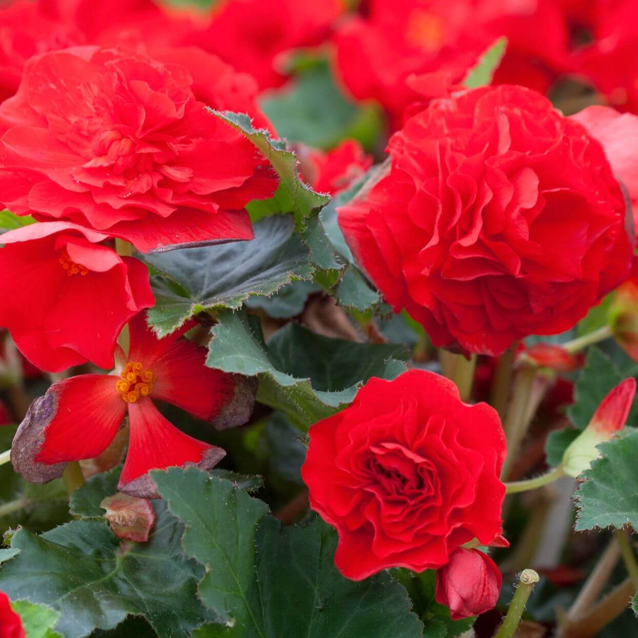Tuberous Begonia Red Seeds 