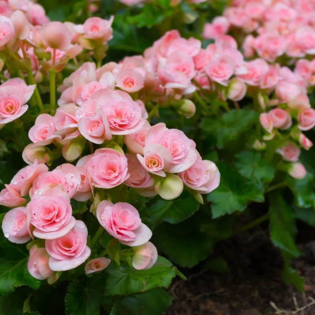 Tuberous Begonia Seeds
