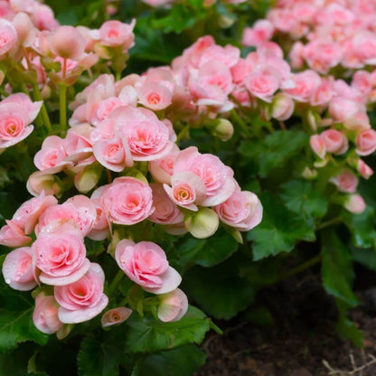 Tuberous Begonia Seeds