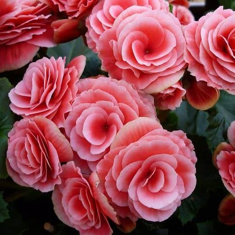 Tuberous Begonia Seeds