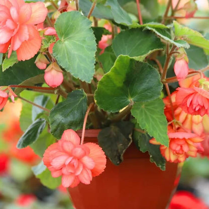 Tuberous Begonia Seeds