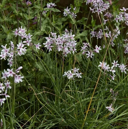Tulbaghia Violacea Seeds
