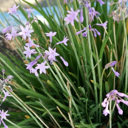 Tulbaghia Violacea Seeds