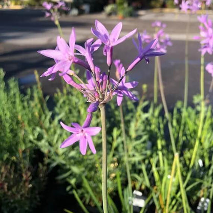 Tulbaghia Violacea Seeds 