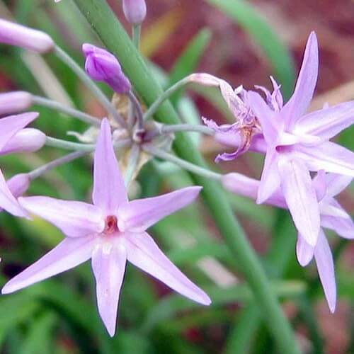 Tulbaghia Violacea Seeds 