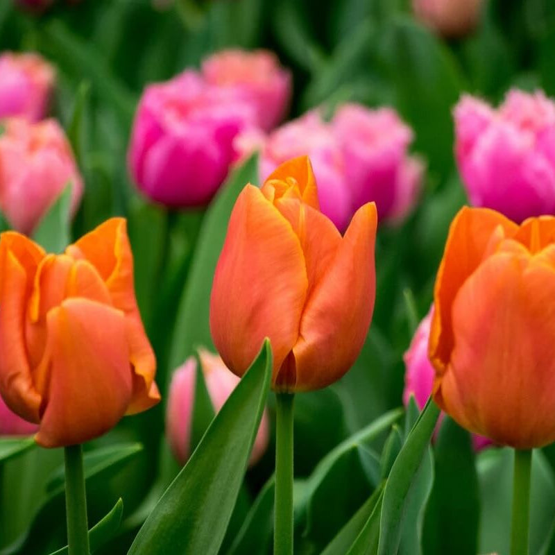 Tulip Bulbs Seeds