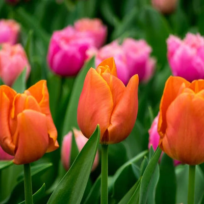 Tulip Bulbs Seeds