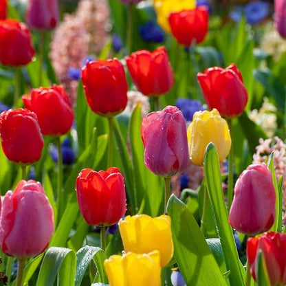 Tulip Bulbs Seeds