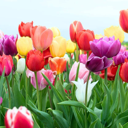 Tulip Flower Seeds