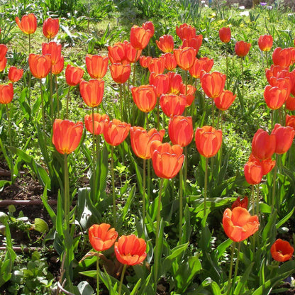 Tulip Seeds