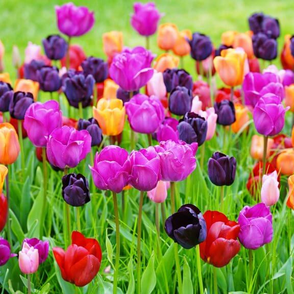 Tulip Seeds