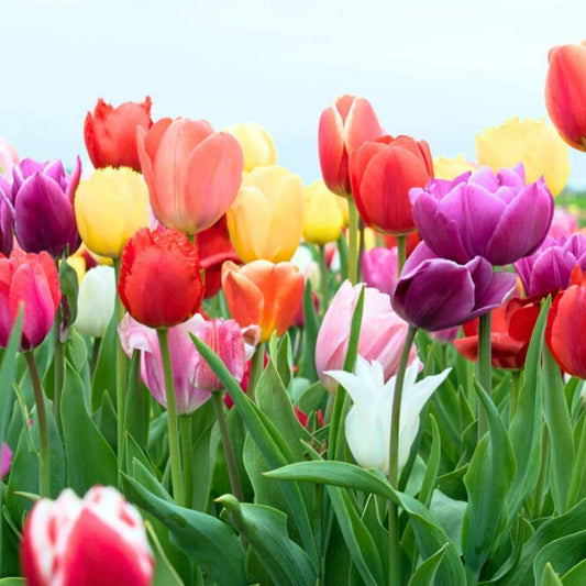 Tulip Seeds