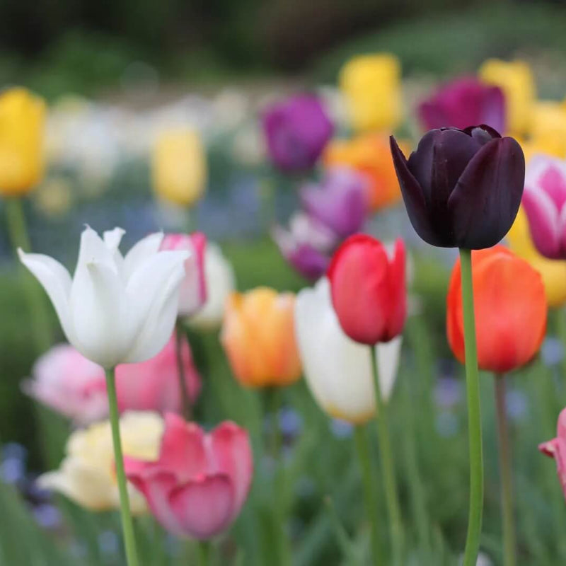 Tulip Seeds