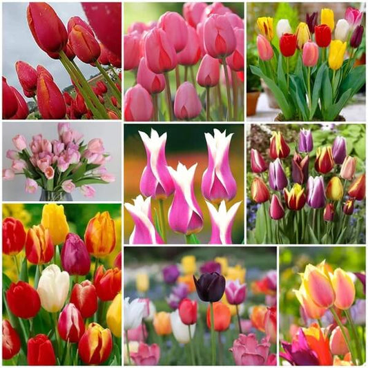 Tulip Seeds - All In One For Home Gardens
