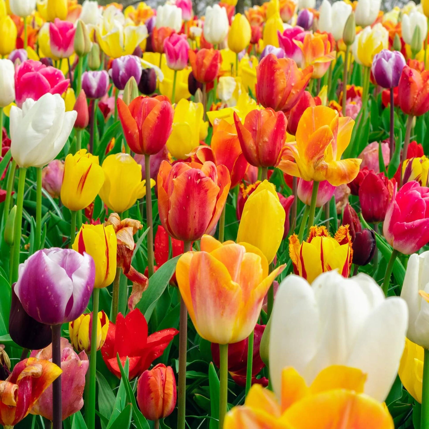 Tulip Seeds - All In One For Home Gardens
