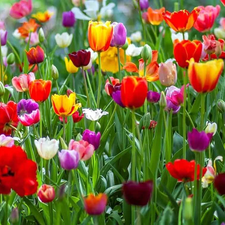 Tulip Seeds - All In One For Home Gardens