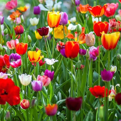 Tulip Seeds - All In One For Home Gardens