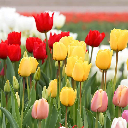 Tulip Seeds - Flower Plant