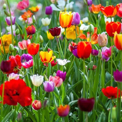 Tulip Seeds - Flower Plant