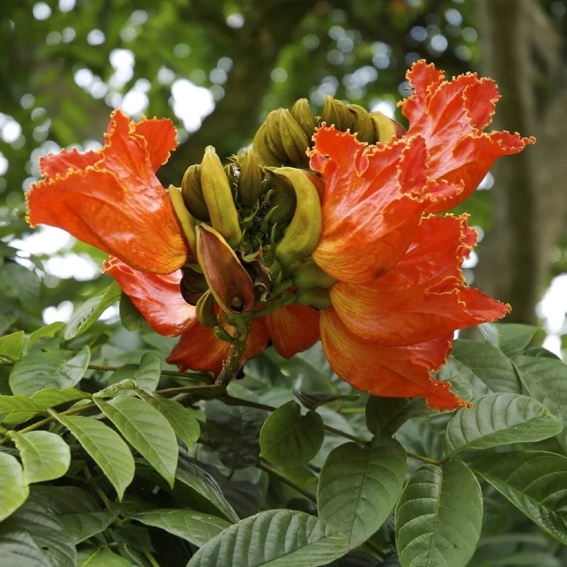 Tulip Tree seeds - Flower Plant