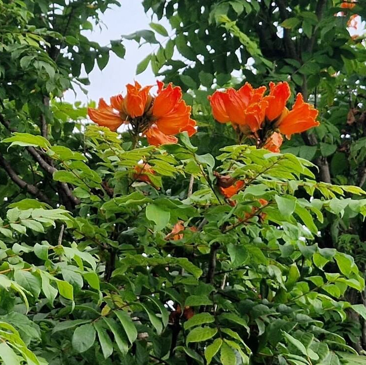 Tulip Tree seeds - Flower Plant