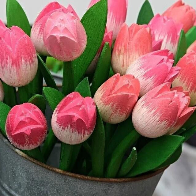 Tulipa Seeds