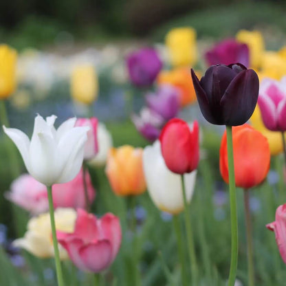 Tulipa Seeds