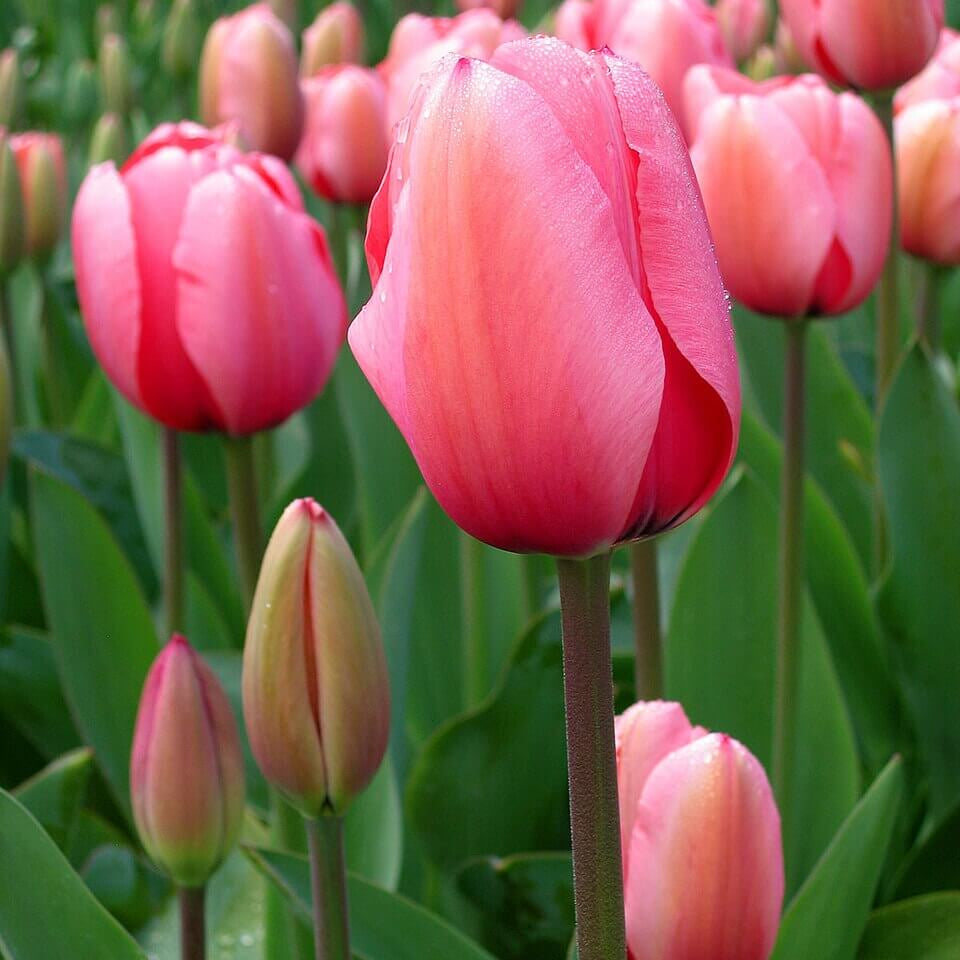 Tulipa Seeds