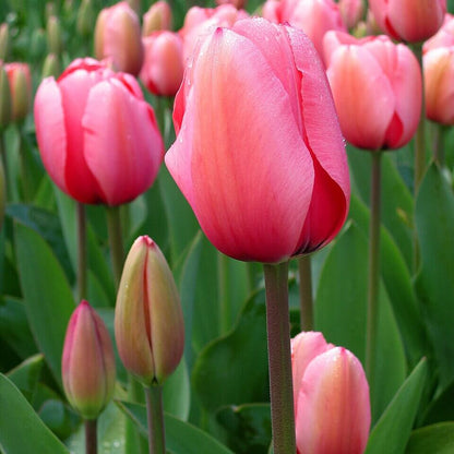 Tulipa Seeds