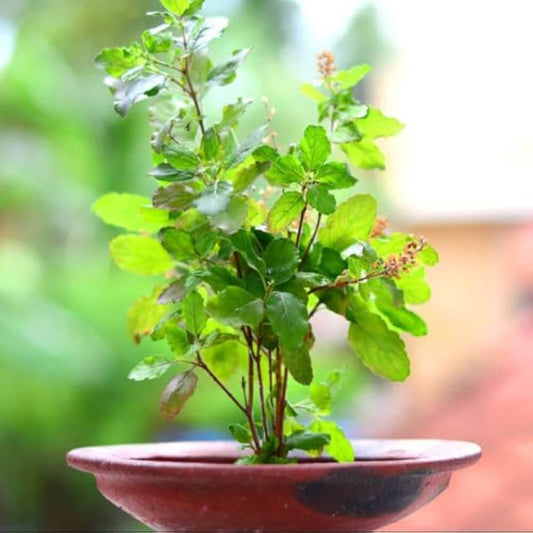 Tulsi Holy Basil Seeds - Herbal Plant