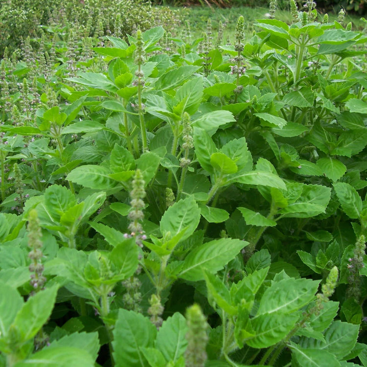 Tulsi Holy Basil Seeds - Herbal Plant