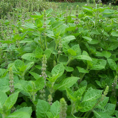 Tulsi Holy Basil Seeds - Herbal Plant