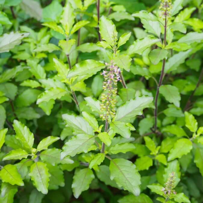 Tulsi Holy Basil Seeds - Herbal Plant