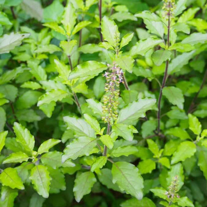 Tulsi Holy Basil Seeds - Herbal Plant
