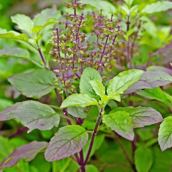Tulsi Krishna Basil Seeds - Herbal Plant